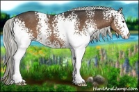 Horse Color:White Spotted Liver Chestnut Sabino Rabicano 