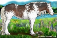 Horse Color:White Spotted Liver Chestnut Sabino Rabicano