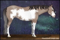 Horse Color:Classic Champagne Sabino Splash Frame 