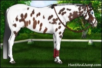 Horse Color:Brown Splash Tobiano Near Leopard
