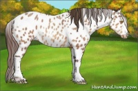 Horse Color:Amber Champagne Appaloosa and Sable Champagne Appaloosa