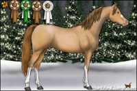 Horse Color:Bay Pearl 