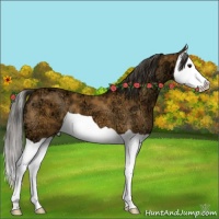 Horse Color:Bay Ice Splash 