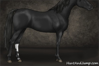 Horse Color:Gray Black 