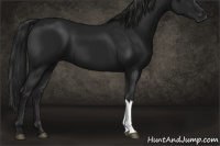 Horse Color:Gray Black 