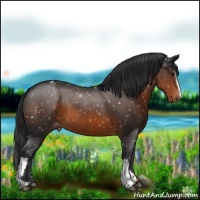 Horse Color:Brown Appaloosa 