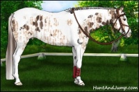 Horse Color:Silver Bay Dun Sabino Splash Tobiano Rabicano  and Liver Chestnut Sabino Splash Tobiano Appaloosa Rabicano 