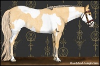 Horse Color:Palomino Roan Splash Tobiano and Palomino Roan