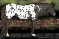 Horse Color:Smoky Black Appaloosa 
