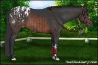 Horse Color:Black  and Brown Blanket 