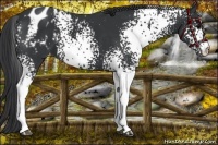 Horse Color:White Spotted Black Appaloosa 