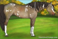 Horse Color:White Spotted Liver Red Dun Rabicano 