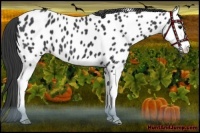 Horse Color:Black Splash Near Leopard 