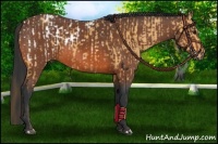 Horse Color:Buckskin Appaloosa  and Bay 