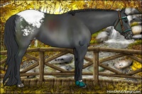 Horse Color:Black Appaloosa