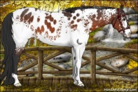 Horse Color:White Spotted Brown Appaloosa