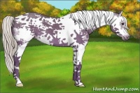 Horse Color:Silver Black Splash Tobiano Frame 