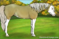 Horse Color:Silver Classic Champagne Splash 