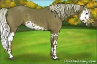 Horse Color:Silver Black Splash
