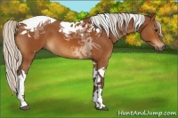 Horse Color:Silver Bay Tobiano