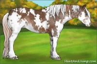 Horse Color:White Spotted Liver Chestnut Sabino Splash Appaloosa 