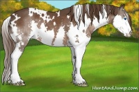 Horse Color:White Spotted Liver Chestnut Splash Varnish 