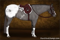 Horse Color:Smoky Blue Roan Appaloosa