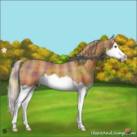 Horse Color:Nacre Plaid  Chestnut Splash 
