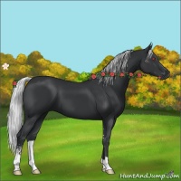 Horse Color:Silver Black Chinchilla Sabino