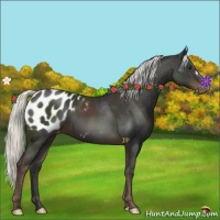 Horse Color:Liver Chestnut Mushroom Appaloosa