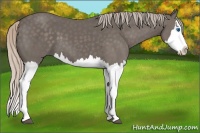 Horse Color:Silver Black Splash