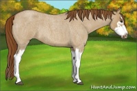 Horse Color:Red Dun Roan Splash Frame Rabicano 