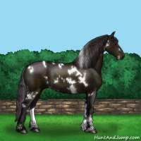 Horse Color:White Spotted Midnight Buckskin Sabino 