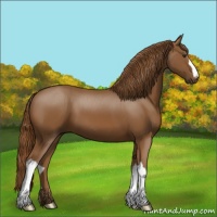 Horse Color:Chestnut 