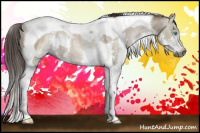 Horse Color:Gray Smoky Grullo Pearl Sabino Splash Tobiano