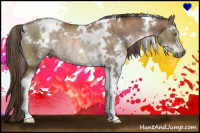 Horse Color:Gray White Spotted Liver Chestnut Pearl Sabino Rabicano 
