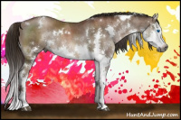 Horse Color:Gray White Spotted Brown Pearl Sabino Splash Rabicano 