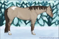 Horse Color:Liver Red Dun Appaloosa 