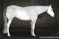 Horse Color:Bay Chinchilla Splash 