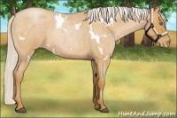 Horse Color:White Spotted Silver Bay Roan Pearl 