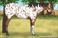 Horse Color:Bay Appaloosa