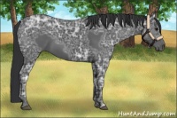 Horse Color:Black Ice 