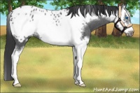 Horse Color:Blue Roan Splash Frame Appaloosa 