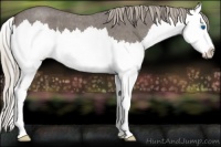 Horse Color:Silver Blue Roan Sabino Splash 
