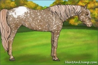 Horse Color:Chocolate Palomino Snowflake Varnish