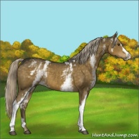 Horse Color:White Spotted Chocolate Palomino