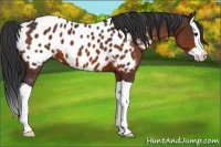 Horse Color:Brown Splash Appaloosa 