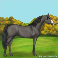 Horse Color:Grullo 