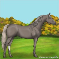 Horse Color:Silver Grullo 