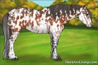 Horse Color:Brown Near Leopard  and Brown Splash Near Leopard 
